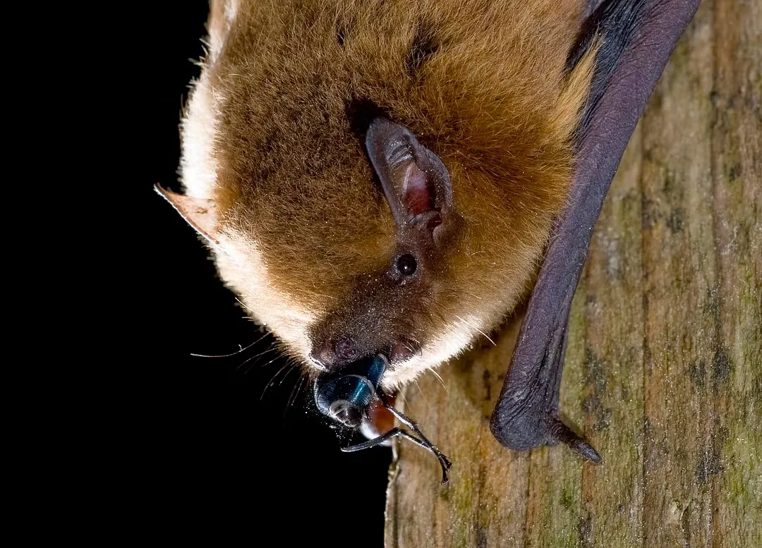 11-åring døde av rabies etter flaggermusangrep i Canada