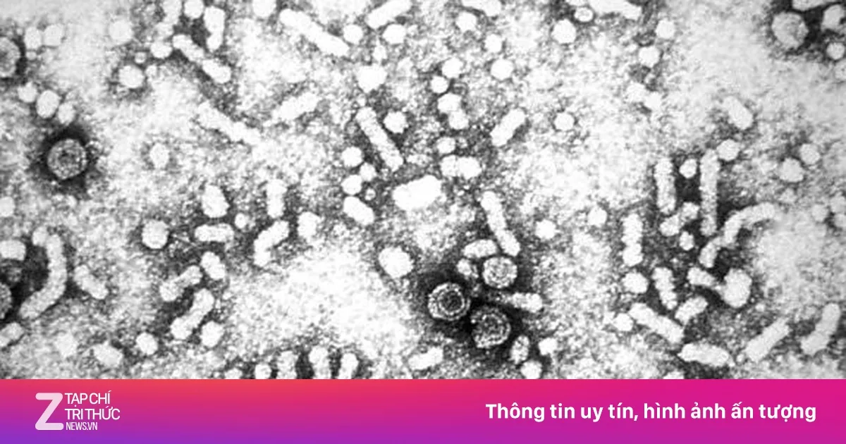 Hepatitt B og C: Smitteveier og forebygging i Vietnam