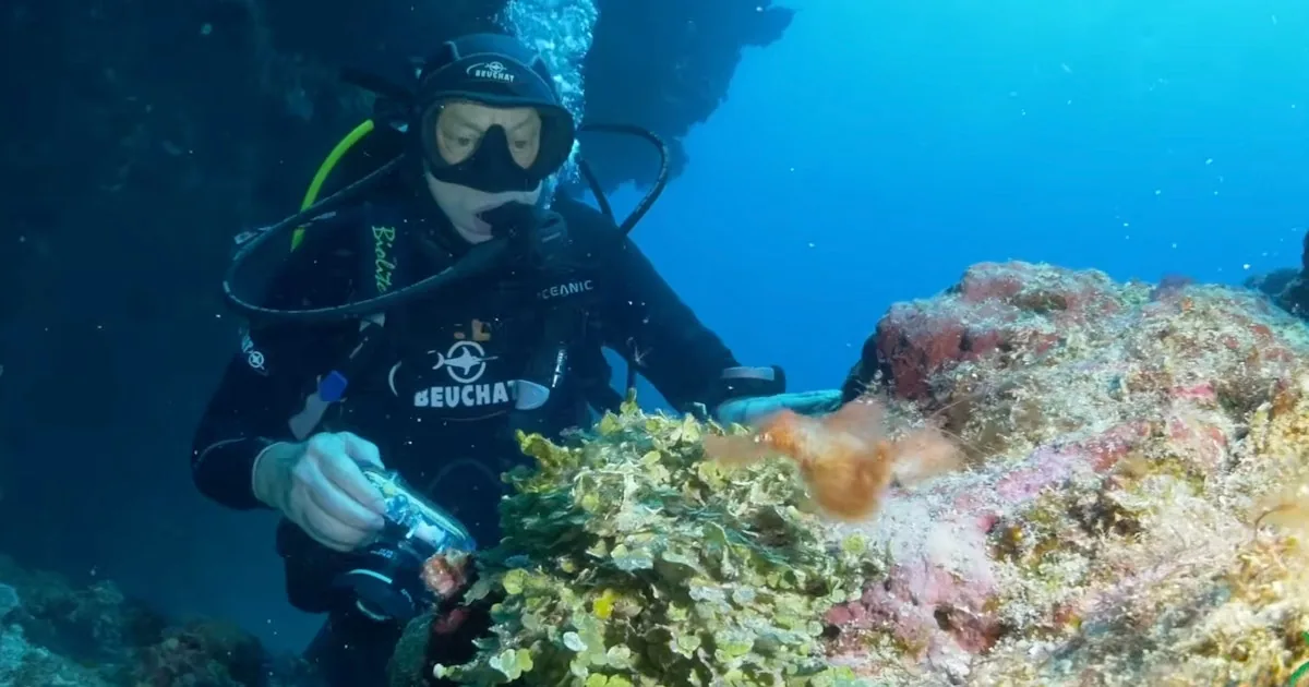 Ny fiskearter funnet i Great Barrier Reef – ligner på TV-figur