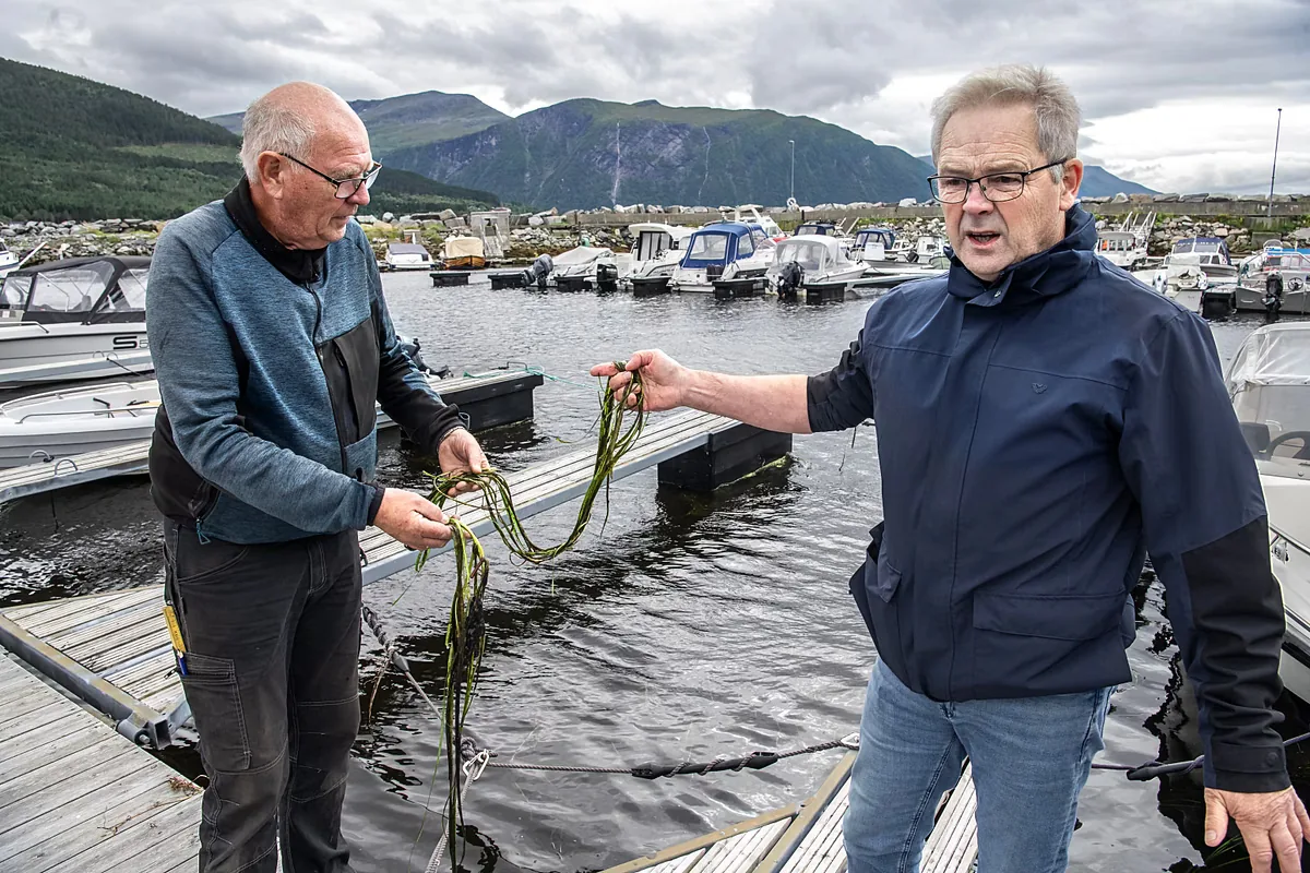 Sjøgress-plage hindrer båttrafikk i Vestnes