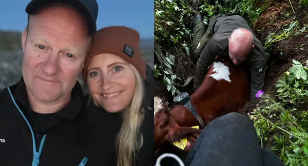 500 kg kalv reddet etter nattlig drama i dypt hull