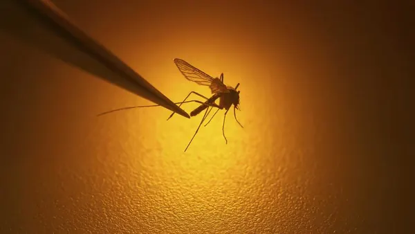 Advarsel: Dødelig West Nile-virus sprer seg raskt i USA