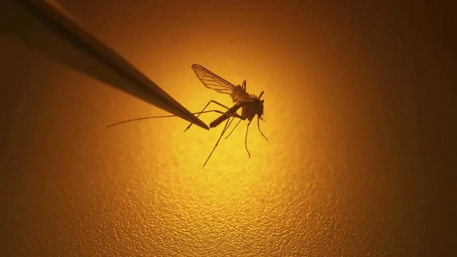 Advarsel: Dødelig West Nile-virus sprer seg raskt i USA